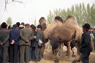 54 Kashgar Sunday Market 1993 Camel In Animal Market.jpg